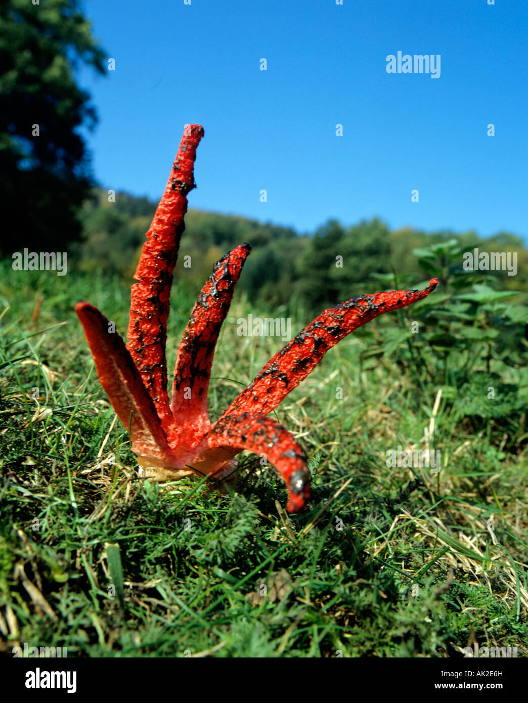 Octopus stinkhorn anthurus archeri hi-res stock photography and images ...