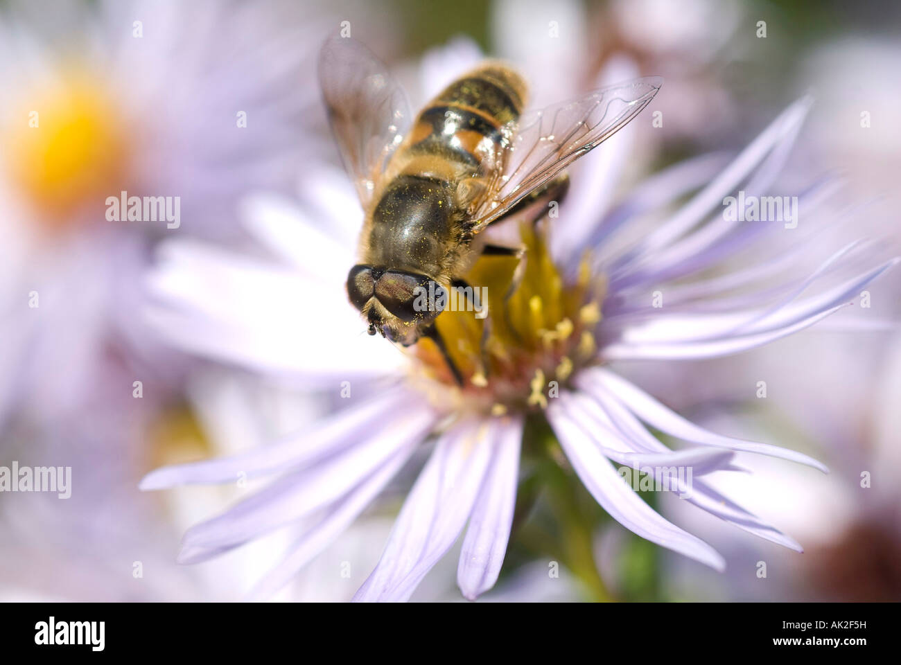 Honey bee pollinating on a Michaelmas Daisy. Stock Photo