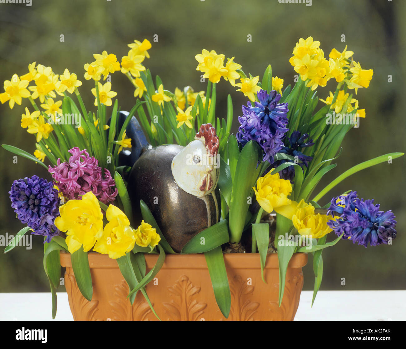 flowerpot with tulips , hyacinths and daffodils Stock Photo Alamy