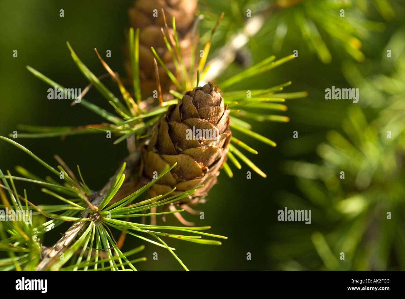 A cone on a pine tree with pine needles on the branch. Stock Photo