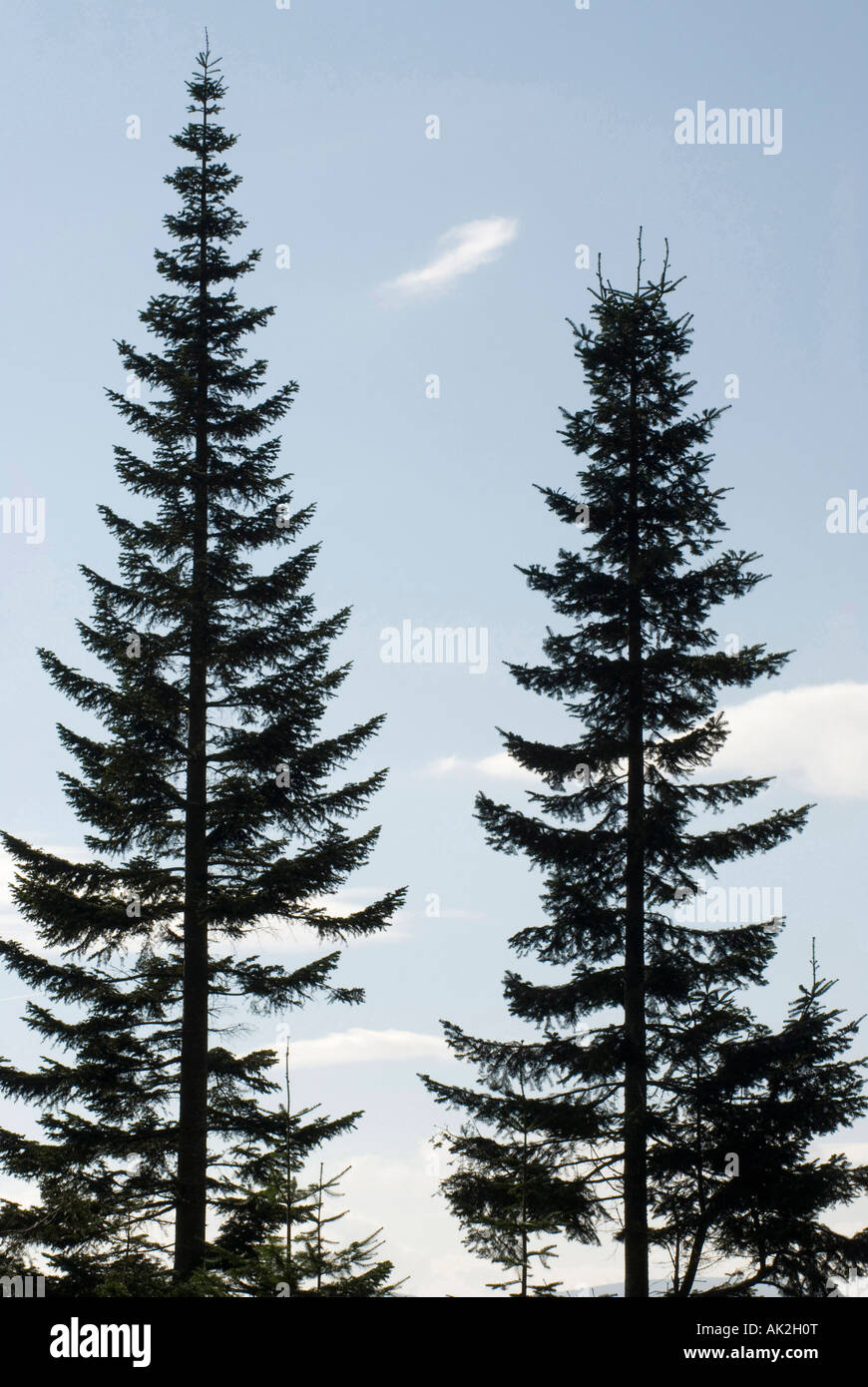 Two pine trees standing in a forest. Stock Photo