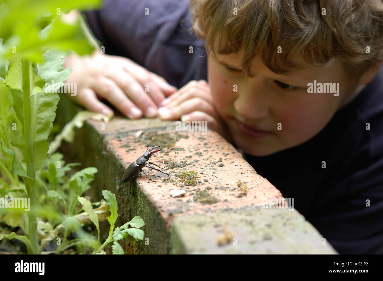 boy with stag beetle Stock Photo