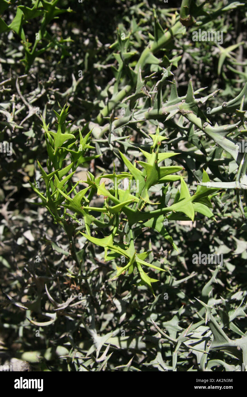 Colletia Paradoxa, family Rhamnaceae, native to southern South America Stock Photo