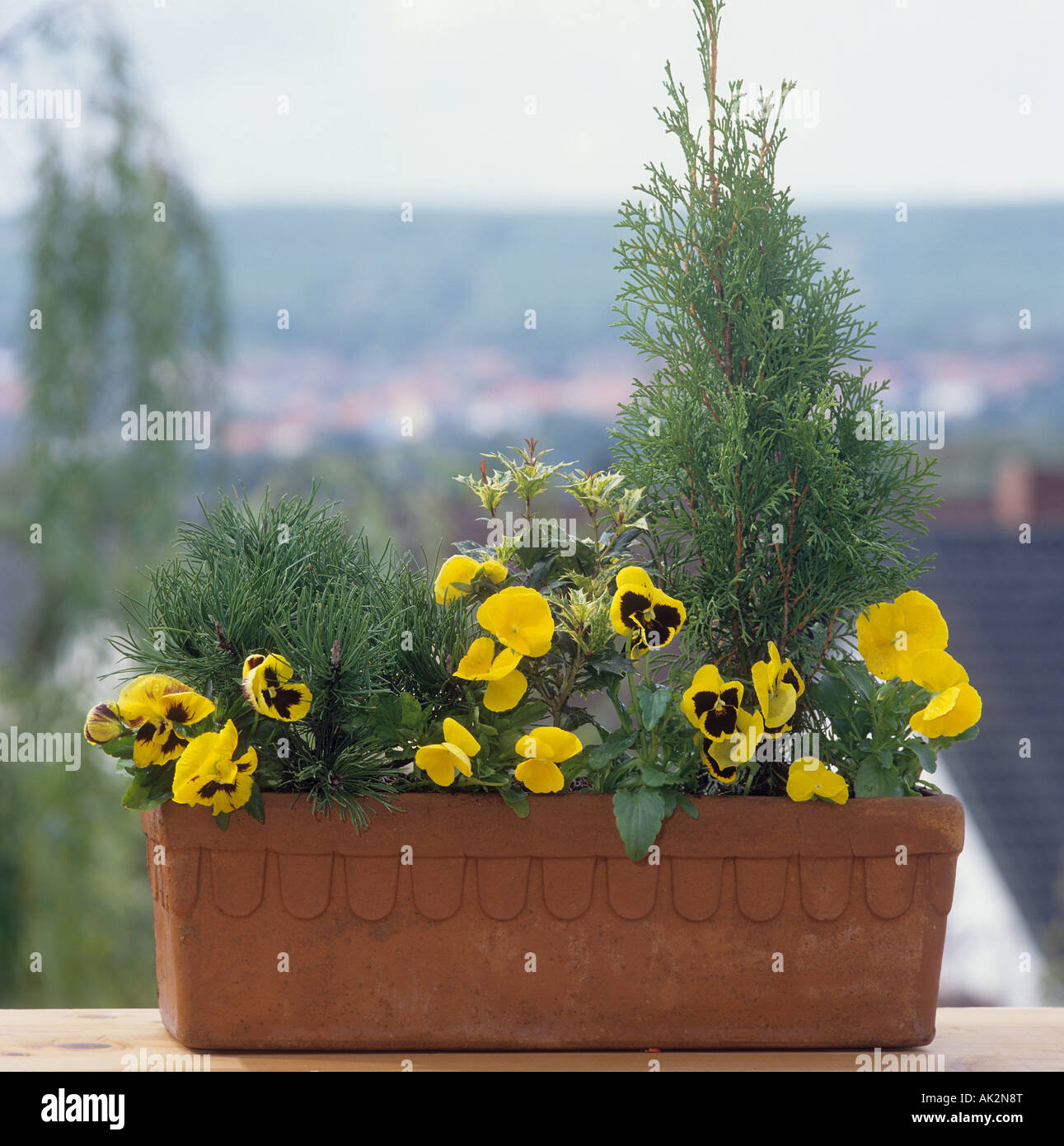 different plants in flowerpot Stock Photo