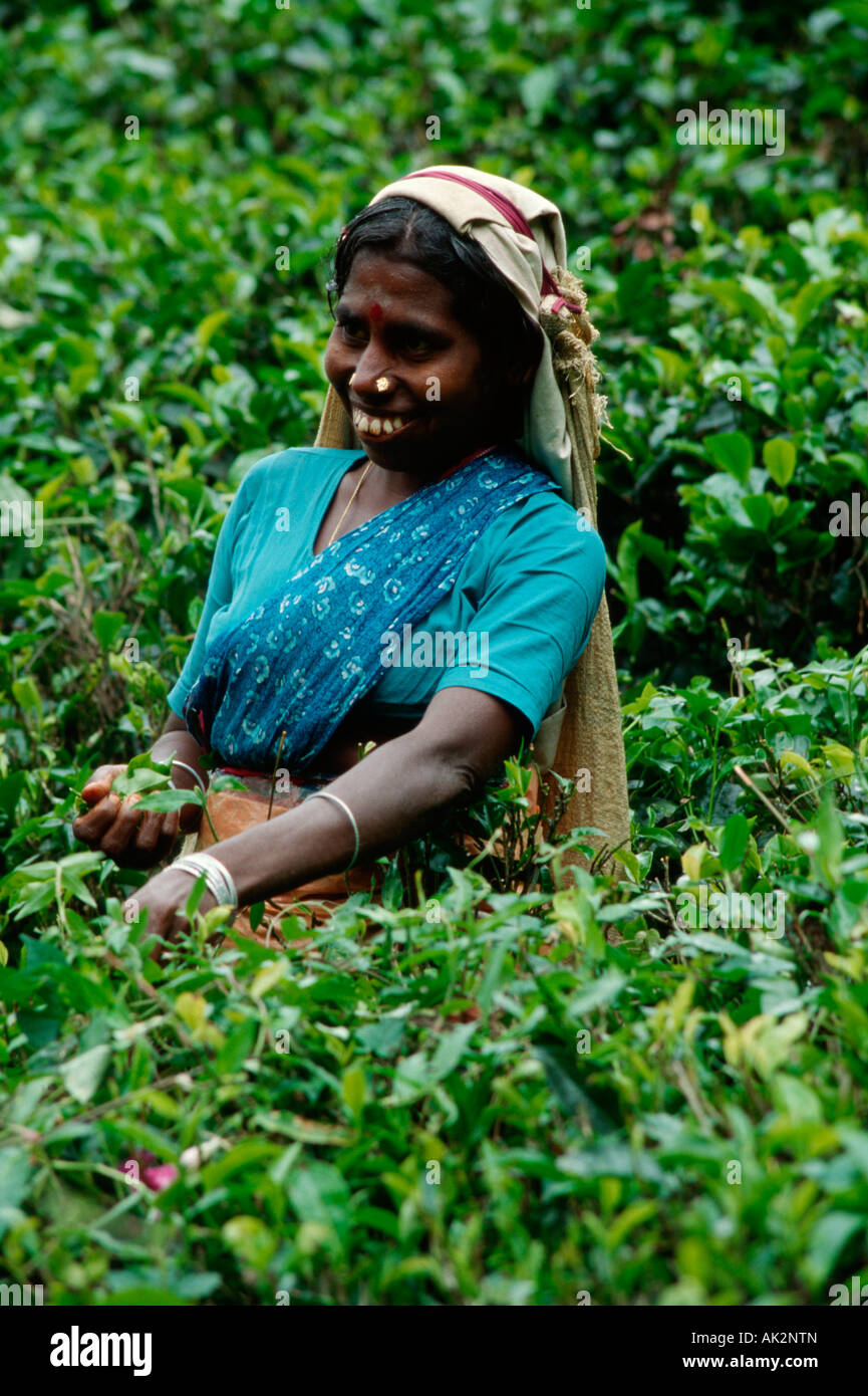 Woman picking tea, Nuwara Eliya Stock Photo - Alamy