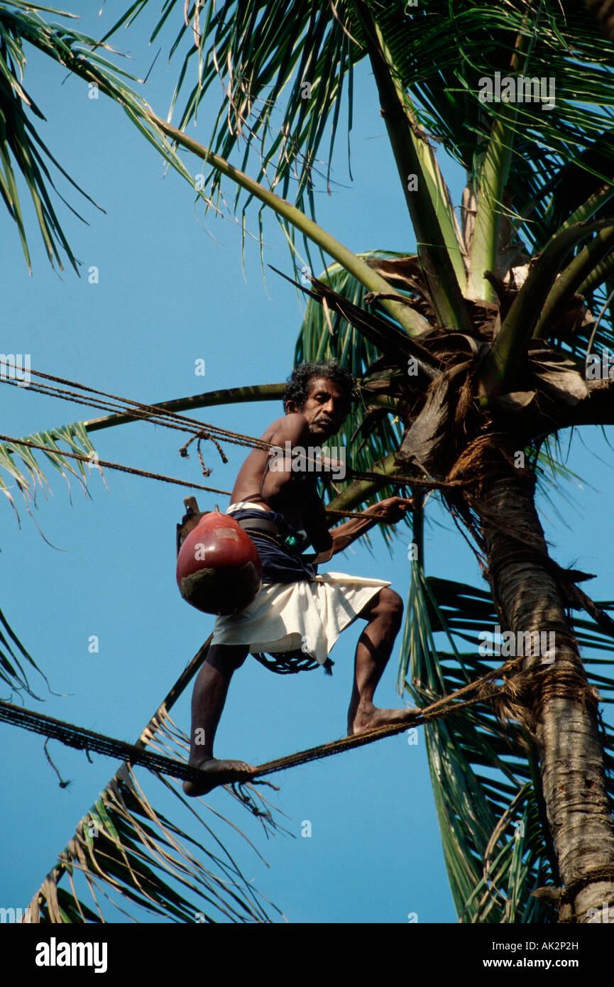 Toddy tapper hi-res stock photography and images - Alamy