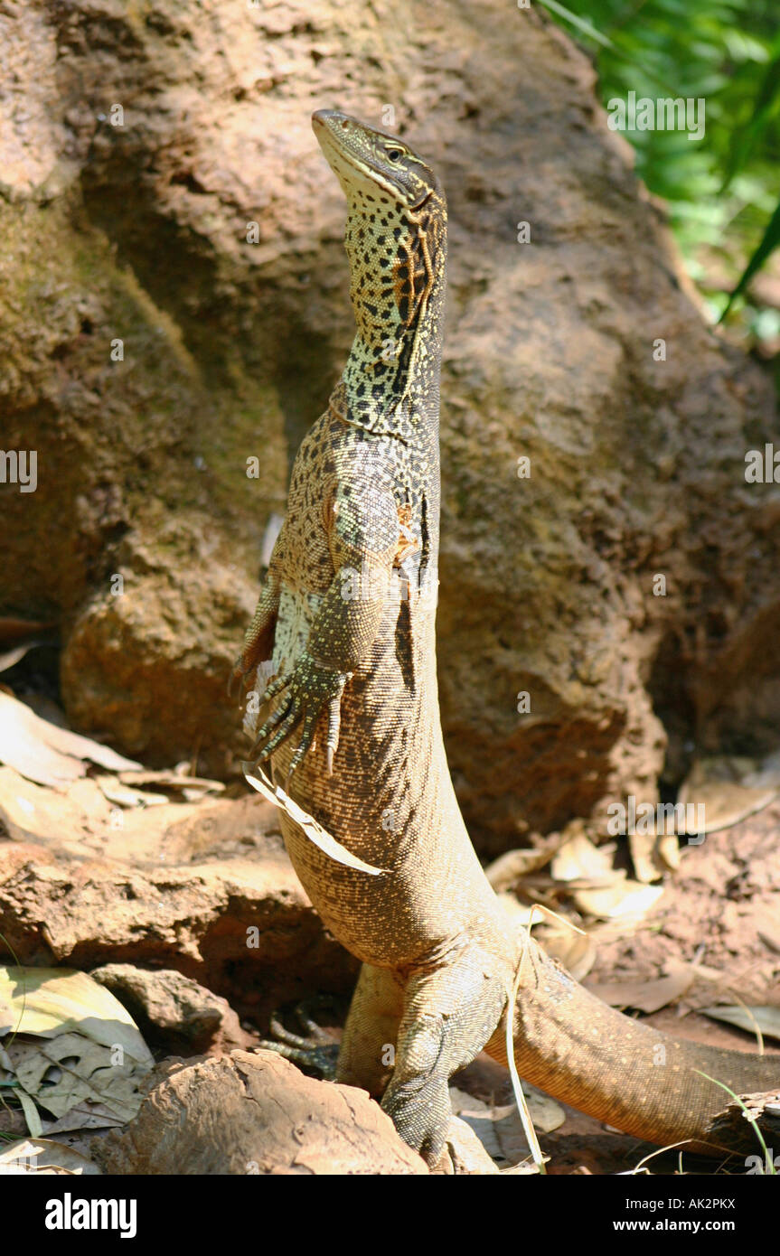 Australia monitor lizard Stock Photo Alamy