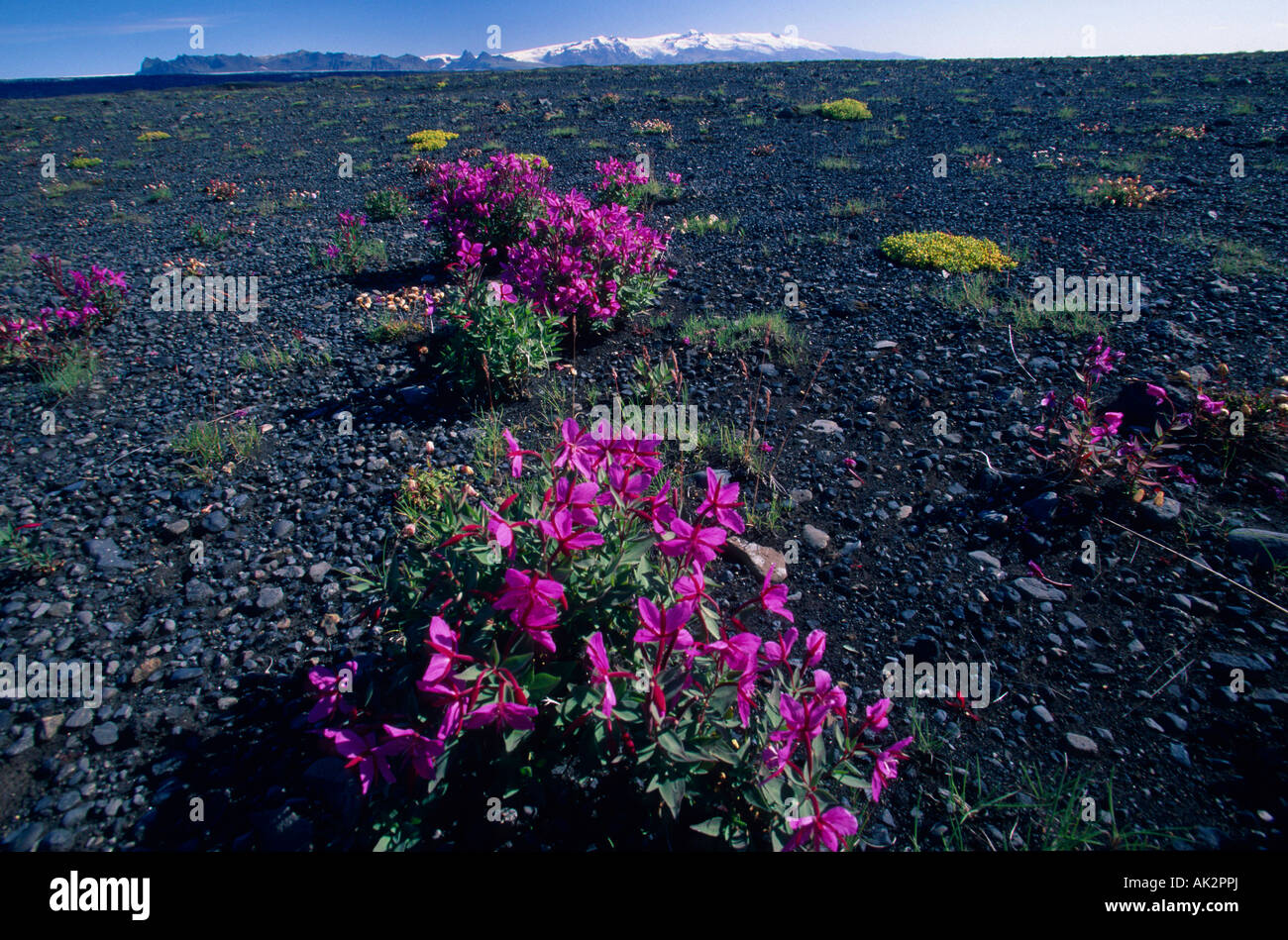 Arctic River Beauty Stock Photo