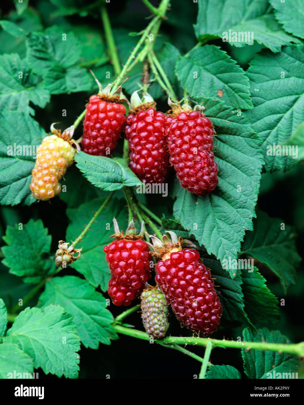 Tayberry Stock Photo