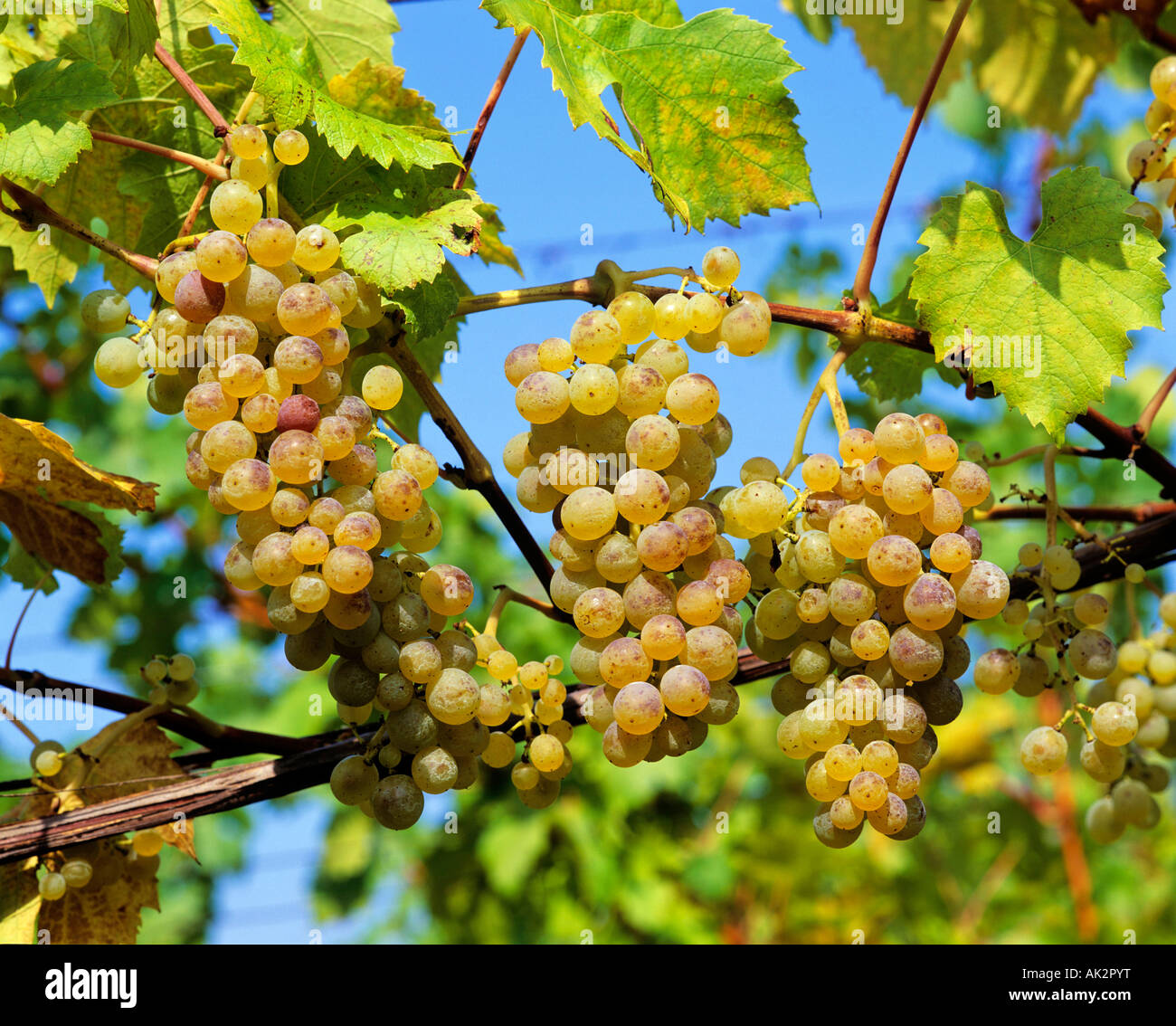 Bunch of grapes Stock Photo