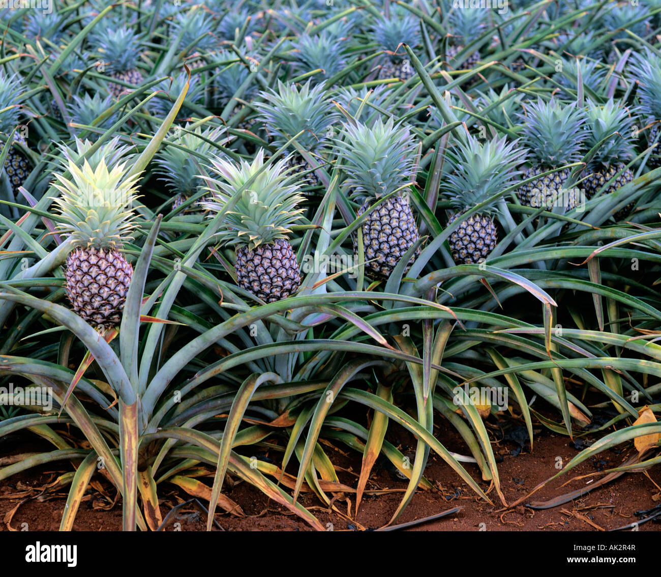 Pineapple plantation Stock Photo