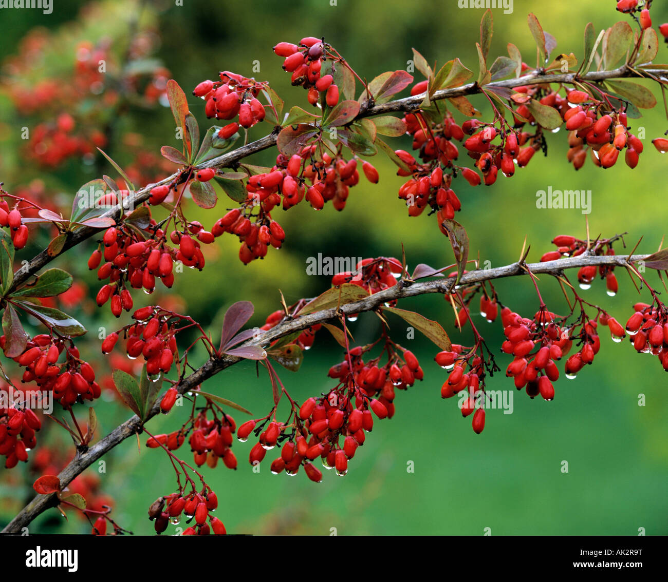 Branch of the barberry hi-res stock photography and images - Alamy