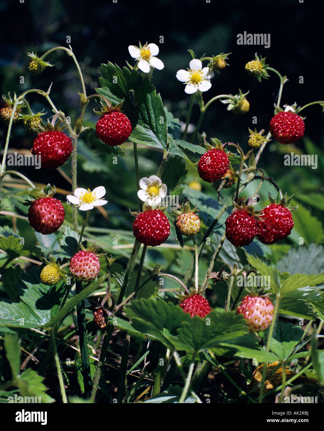 Flowering wild strawberry hi-res stock photography and images - Alamy