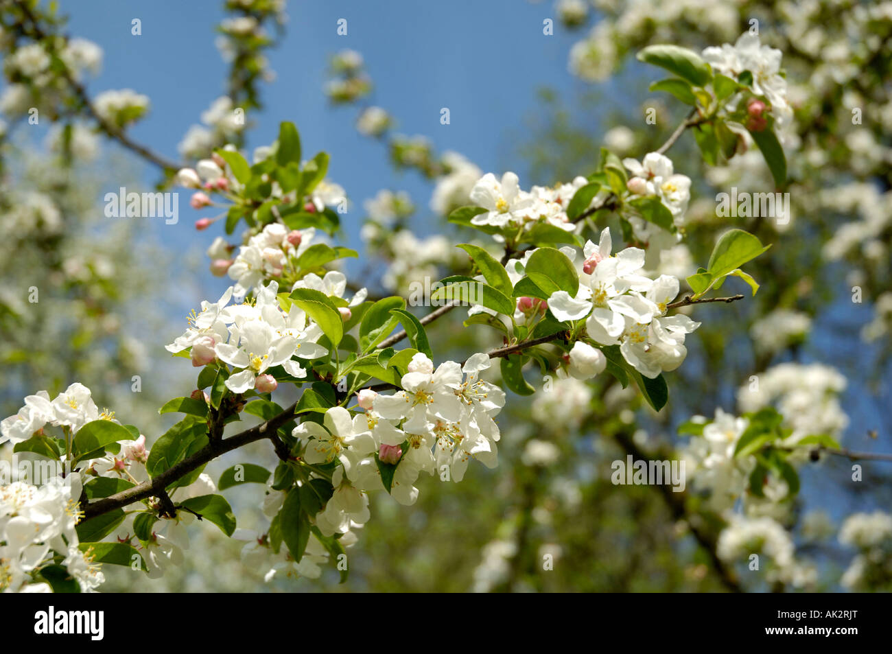 Crabapple Stock Photo