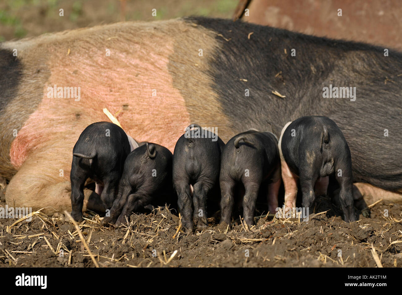 Freerange British Saddleback Piglets Feeding - Oxfordshire, UK Stock Photo