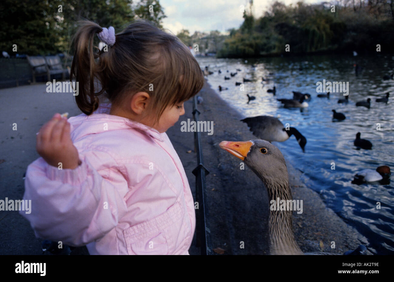 Scarica Gratis Images Pets Feeding Humour Surprise Stock Photos Pets Feeding Humour le plus cool par