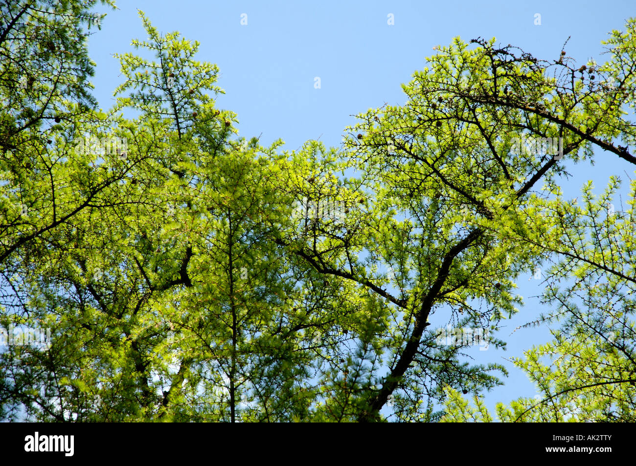 Japanese Larch Stock Photo