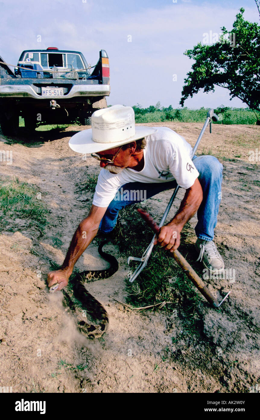 Man catching Rattlesnake Stock Photo Alamy