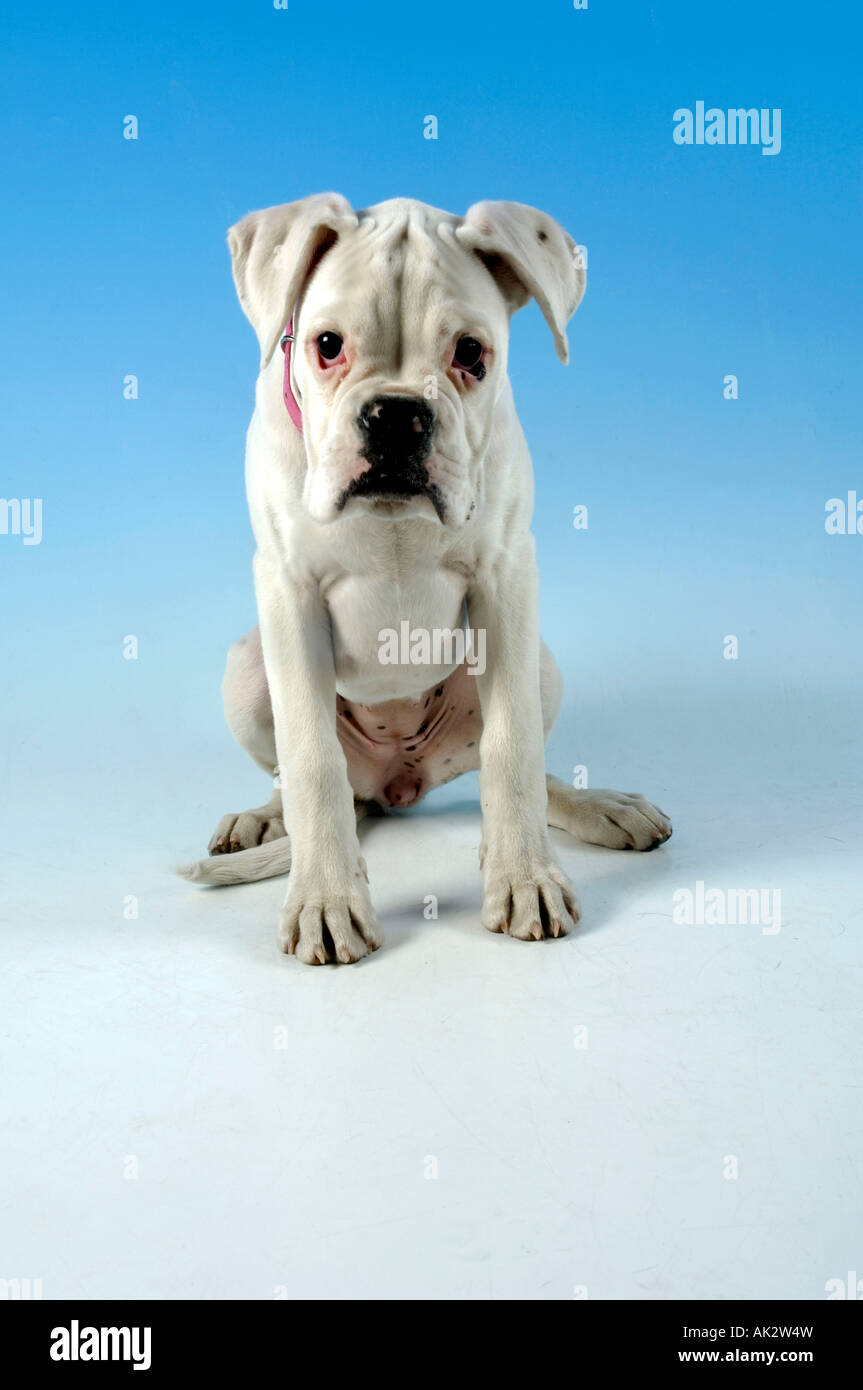 Boxer dogs boxer puppies hi-res stock photography and images - Page 3 -  Alamy, image size:863x1390