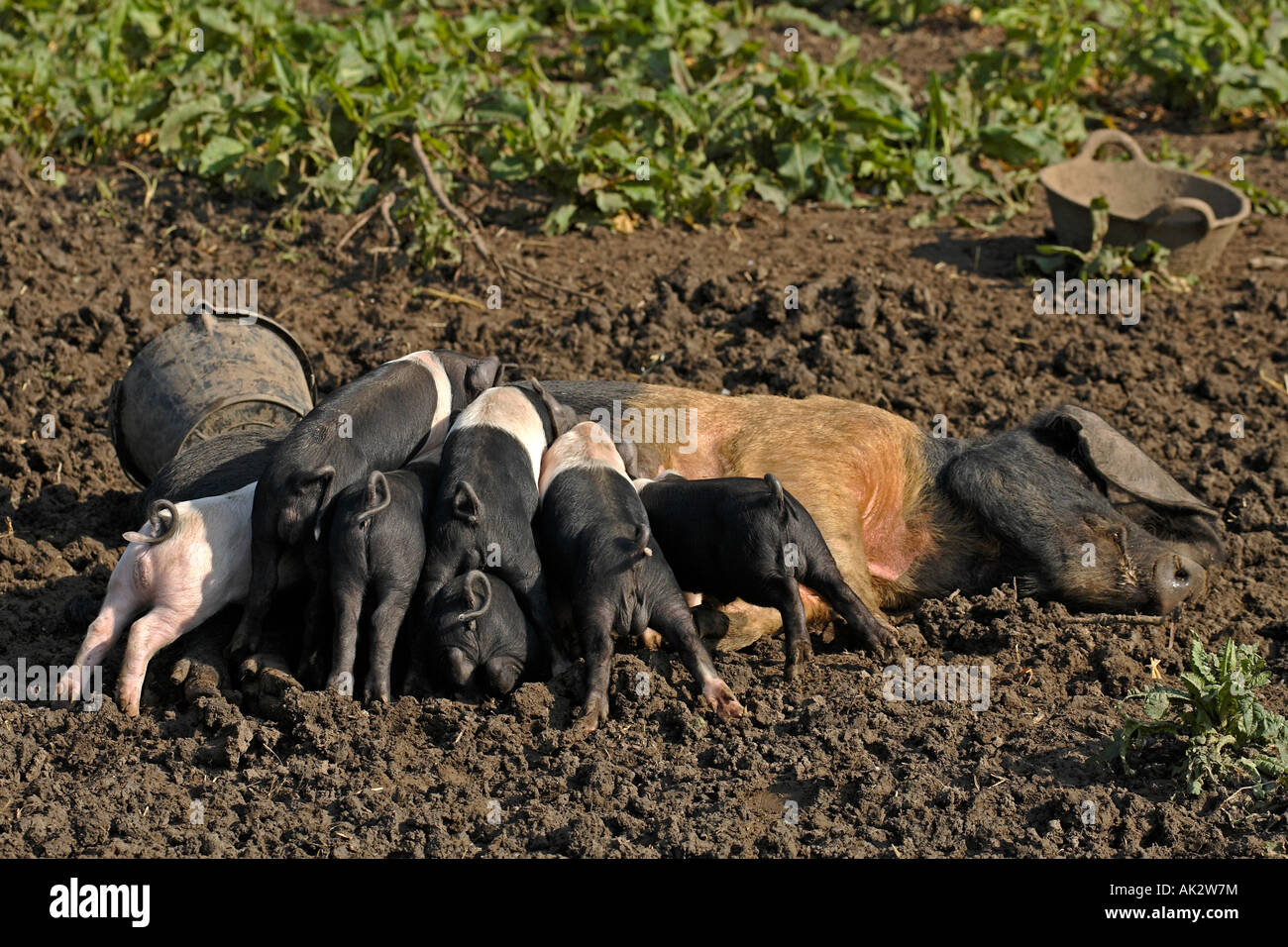 Freerange British Saddleback piglets feeding - Oxfordshire, UK Stock Photo