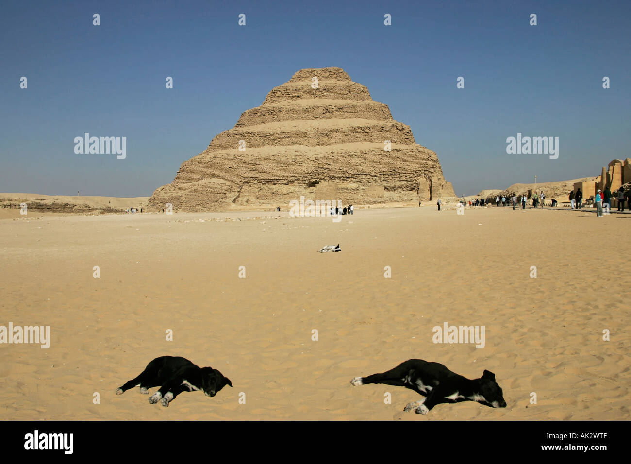 Three stray dogs lie in the sun in front of the Step Pyramid of Djoser (Zoser), Saqqara, Egypt Stock Photo