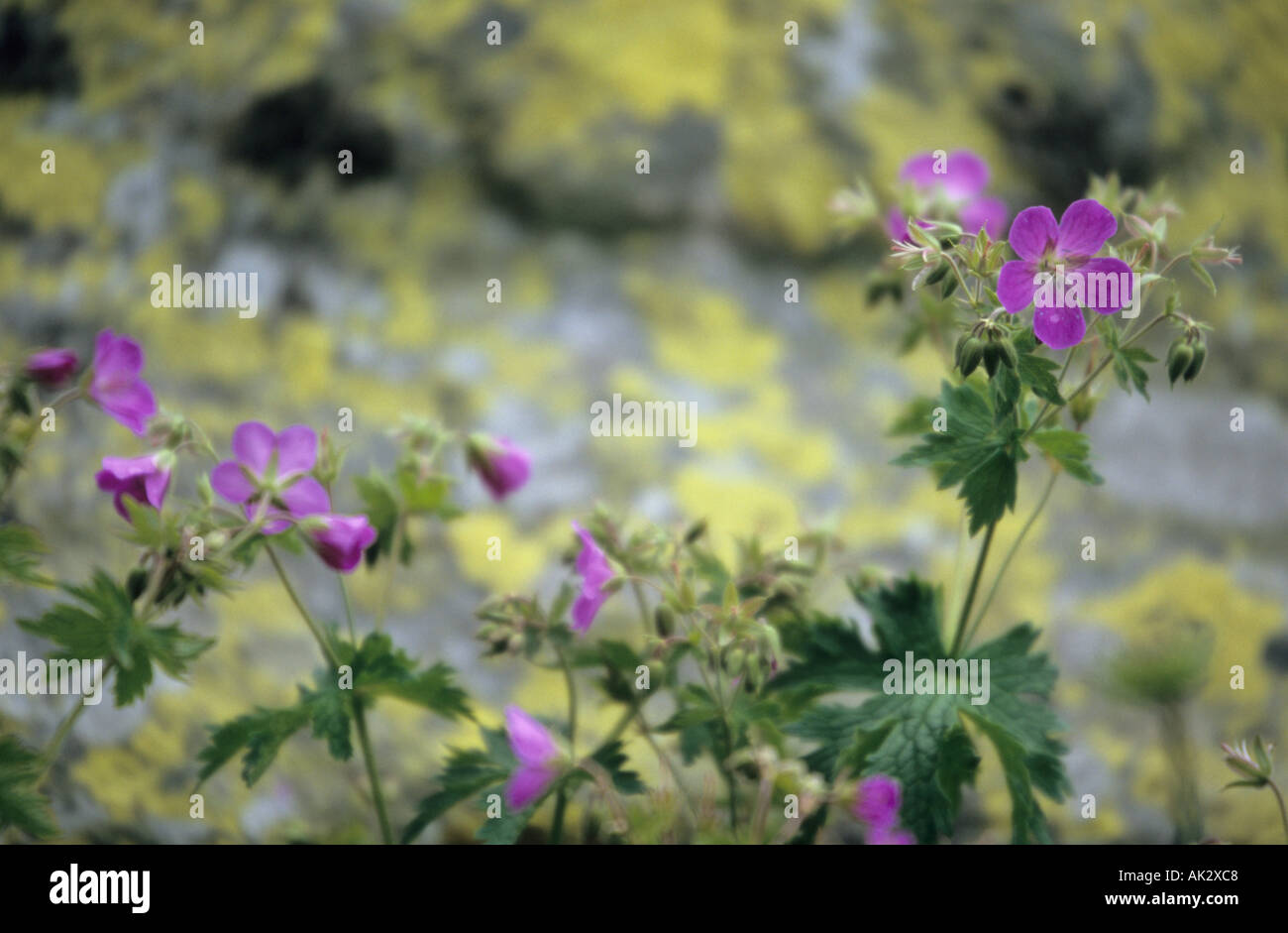 Flowers of Geranium sylvaticum Wood Crane's bill in Pirin Mountains Bulgaria Stock Photo