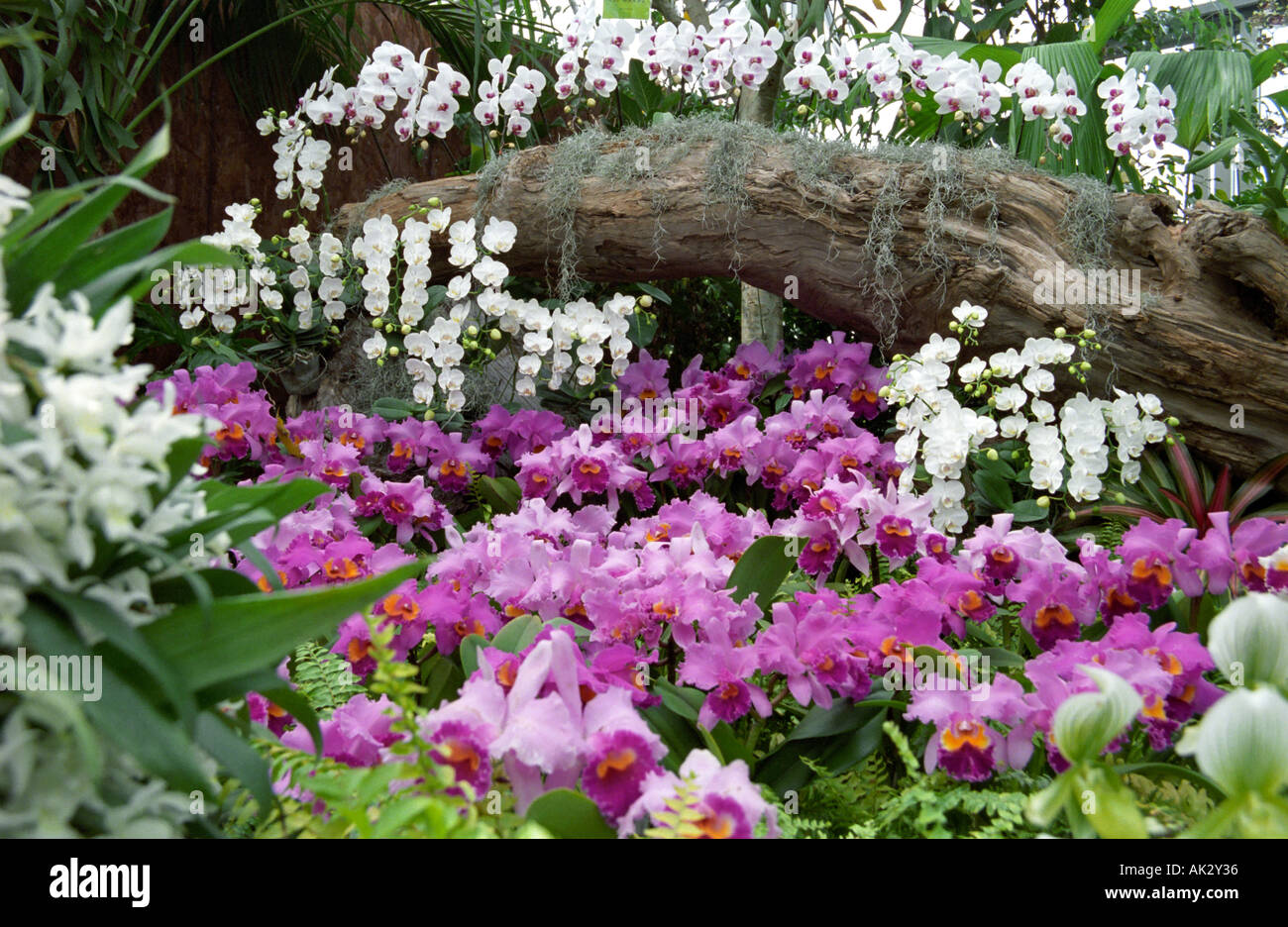 Orchids exhibition in Pacific Flora 2004 Japan Stock Photo Alamy