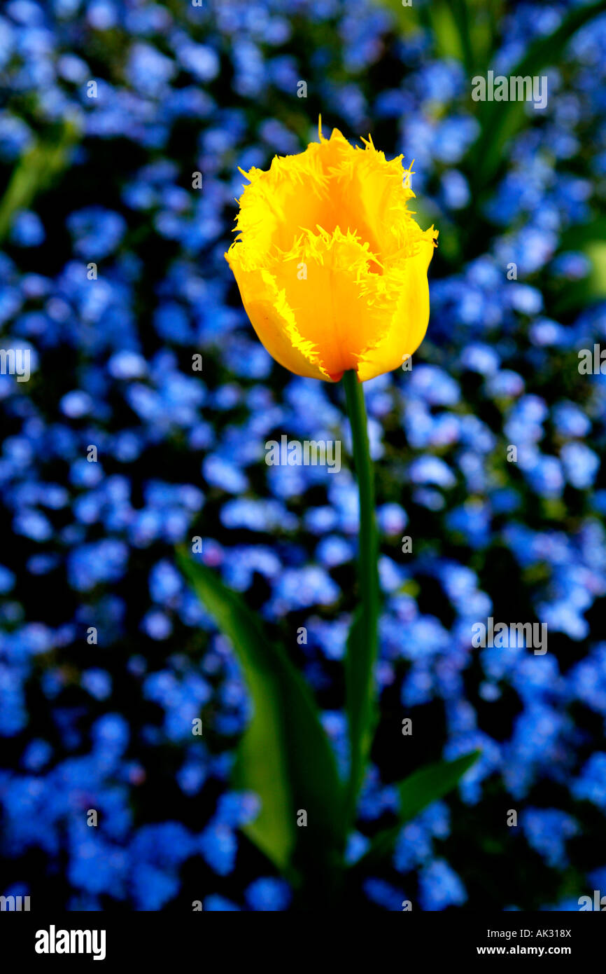 A yellow tulip with blue flowers in the background Stock Photo