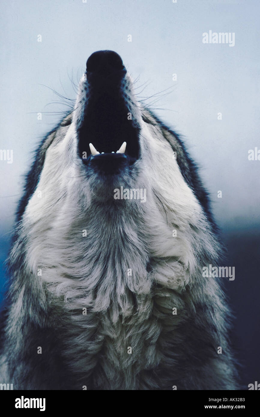 Mexican wolf endangered species Sonoran Desert Arizonaá Stock Photo - Alamy