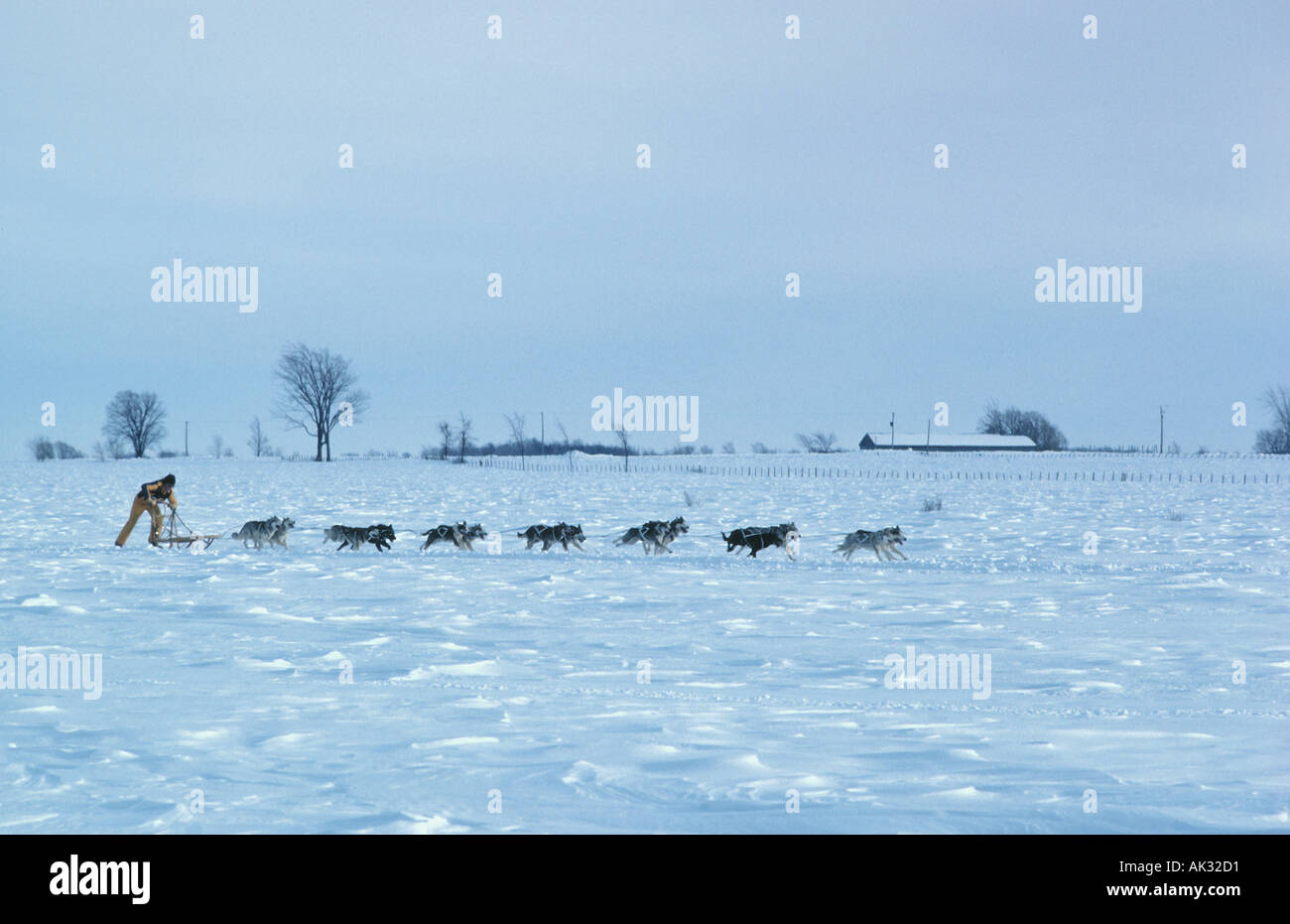 Dog sled Quebec Canada 1 Stock Photo Alamy