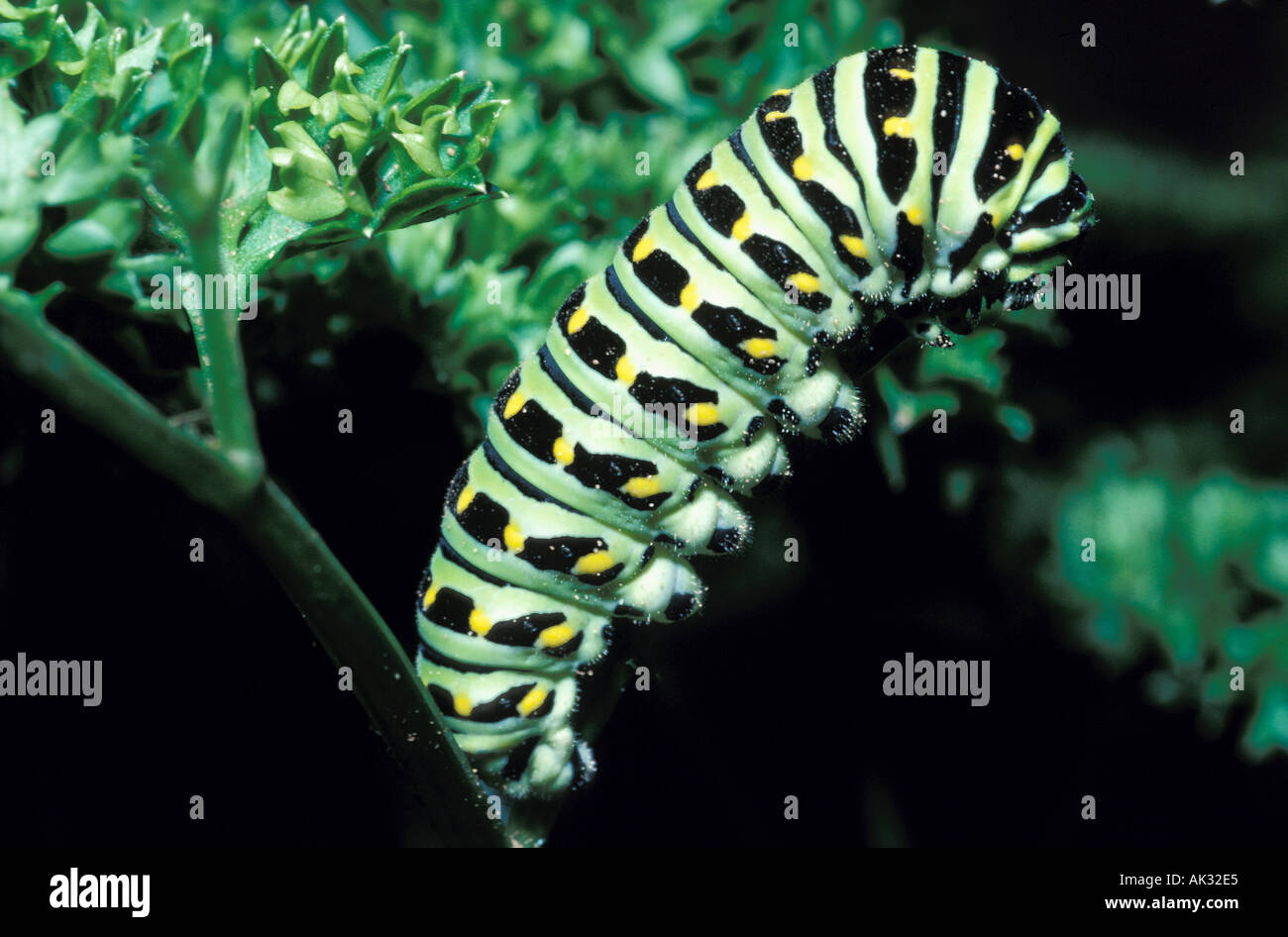 Caterpillar on branch eating leaf 2 Stock Photo - Alamy