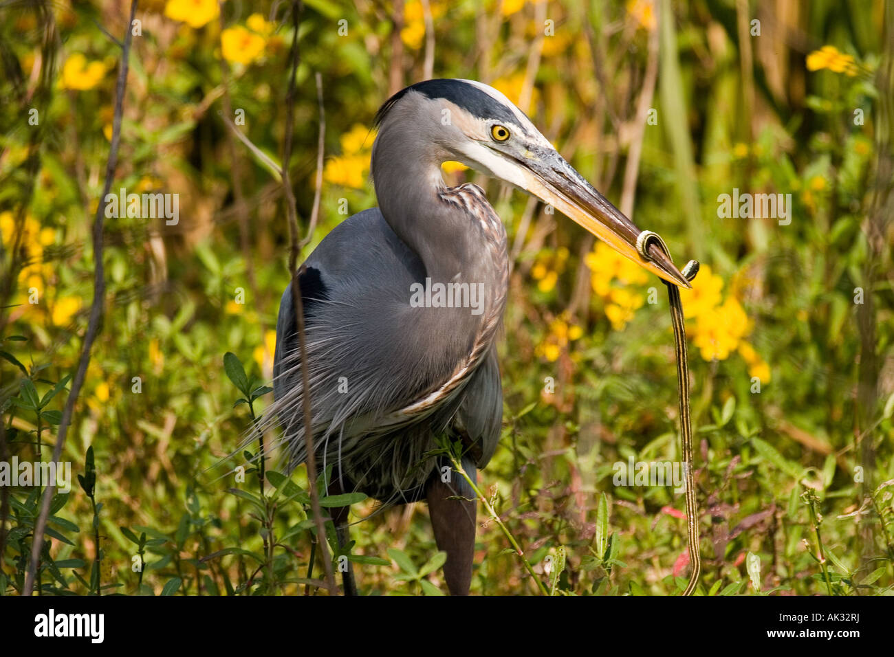 Blue Heron eating a snake Stock Photo - Alamy