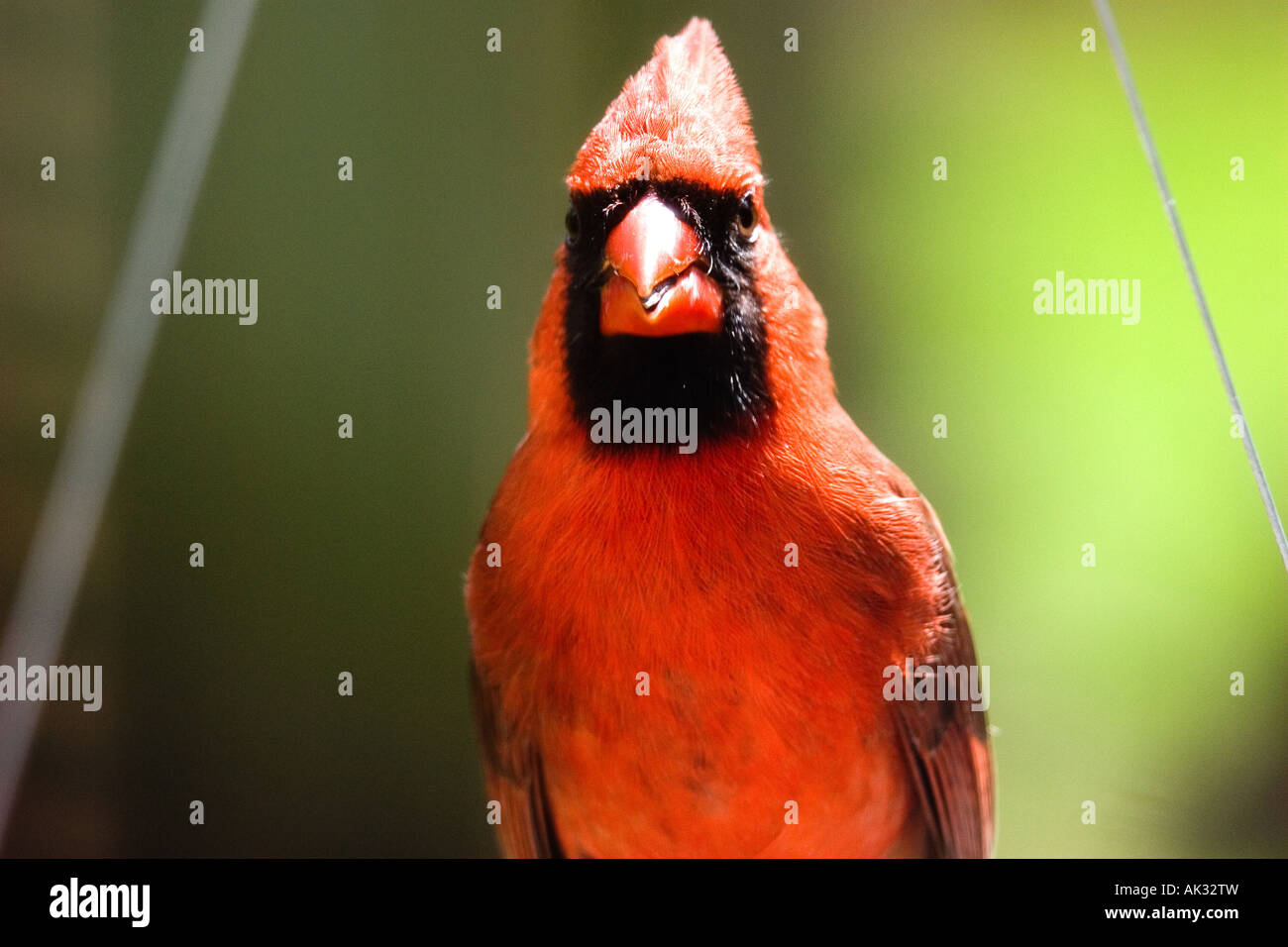 Texas Cardinal at my window Stock Photo - Alamy