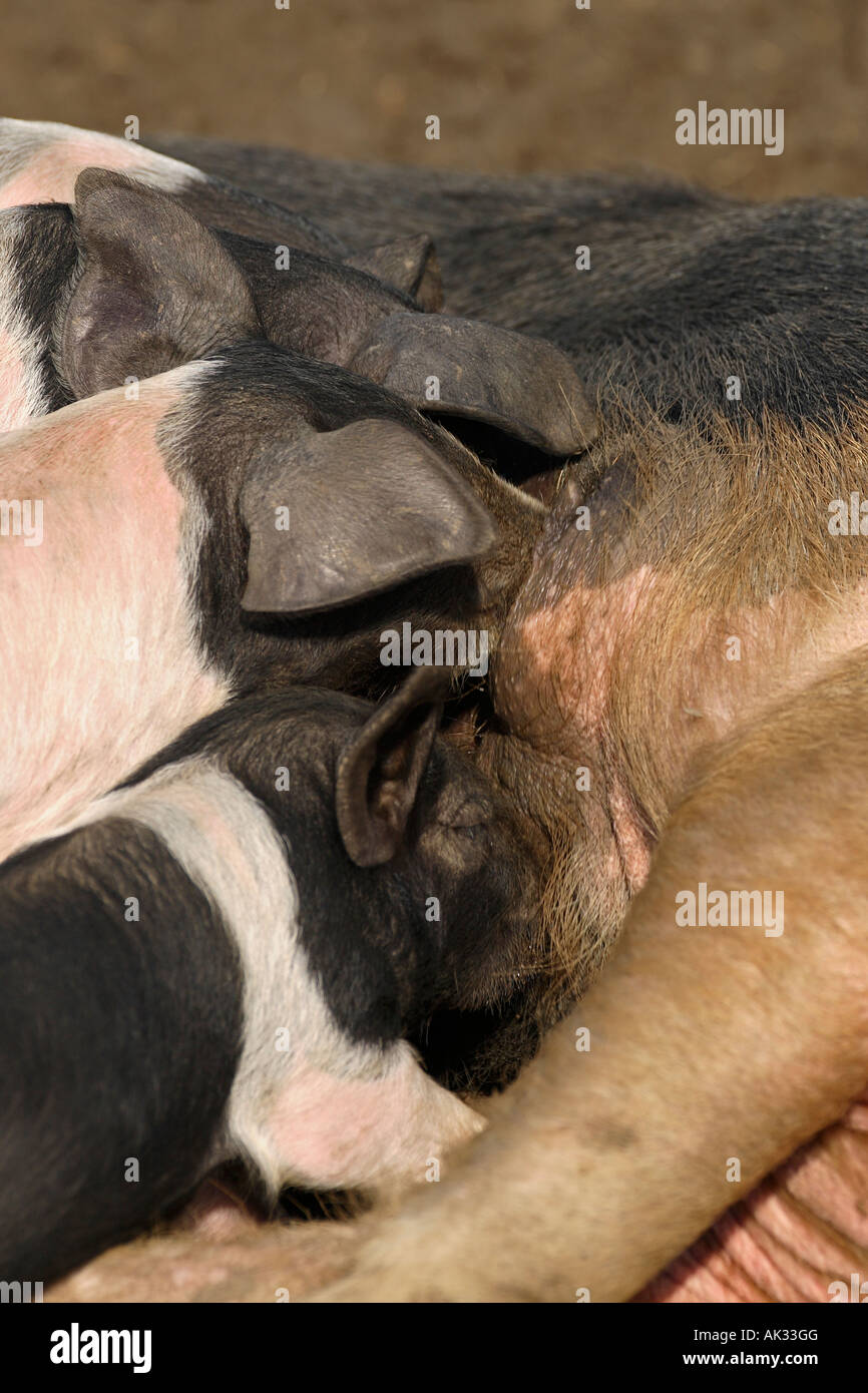 Freerange British Saddleback Piglets Feeding - Oxfordshire, UK Stock Photo