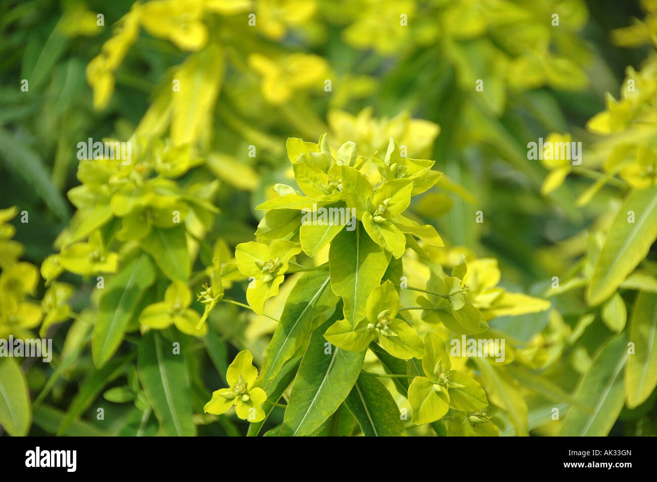 Euphorbia - spurge - wallichii Stock Photo