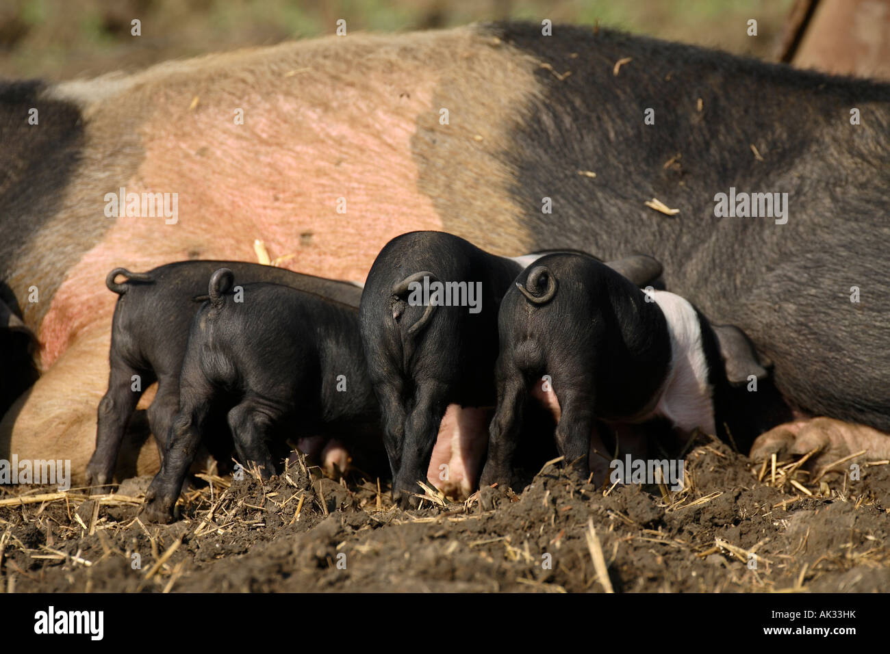Freerange British Saddleback Piglets Feeding - Oxfordshire, UK Stock Photo