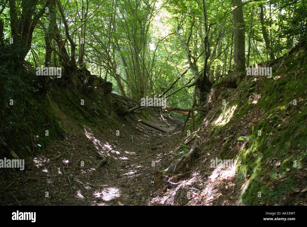 Brede high woods is a large complex of ancient woodland hires stock