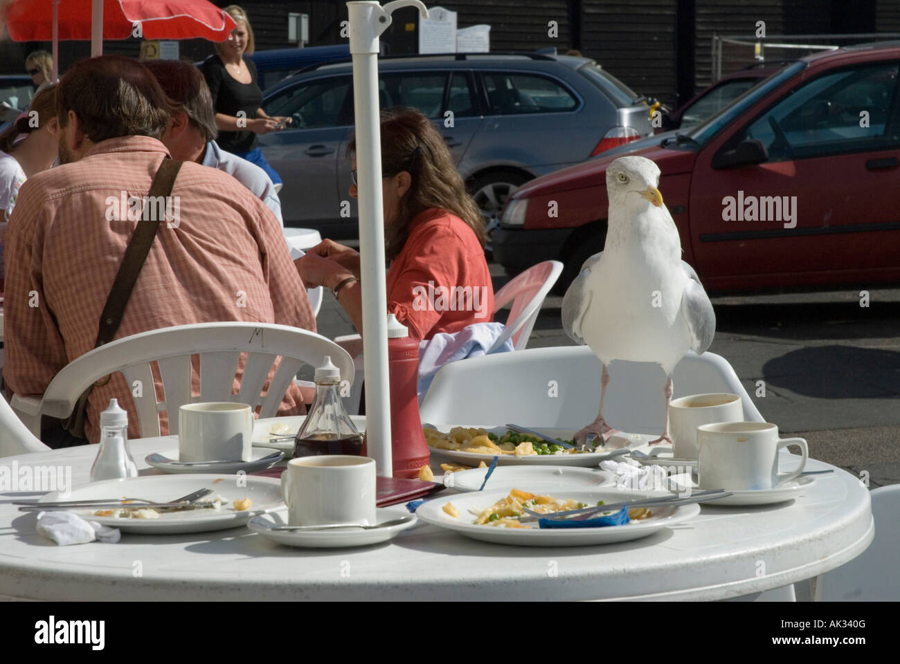 Seagull eating left-over chips Hastings East Sussex England UK Britain Stock Photo