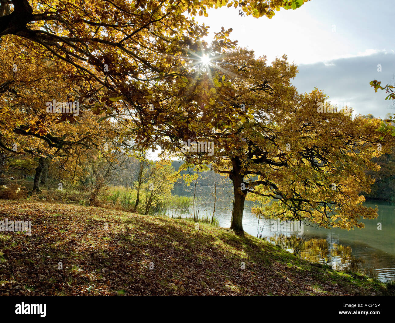 AUTUMN COLOURS ROYAL FOREST OF DEAN GLOUCESTERSHIRE Stock Photo