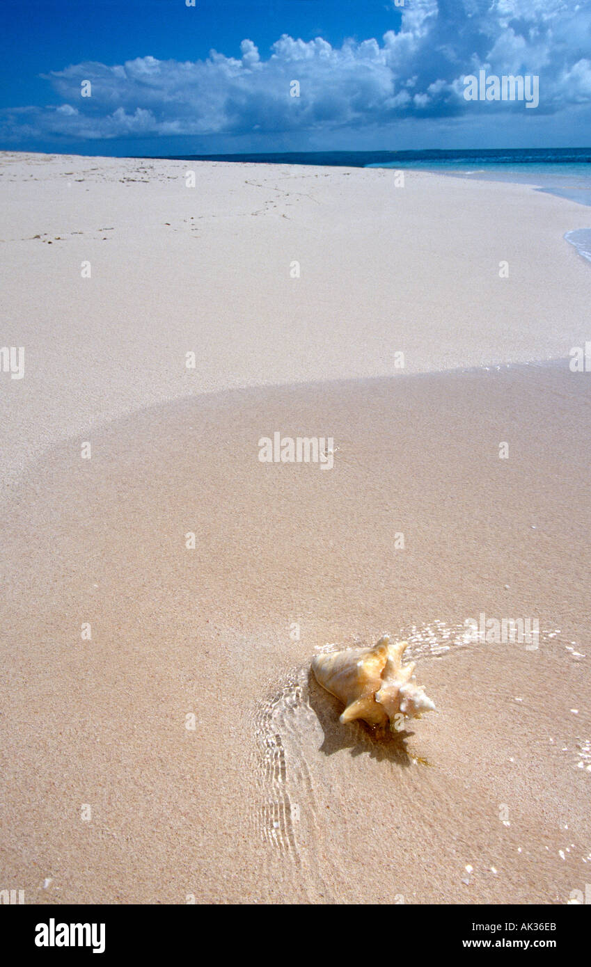 Turks Caicos Gibbs Cay Conch shell on the beach Stock Photo