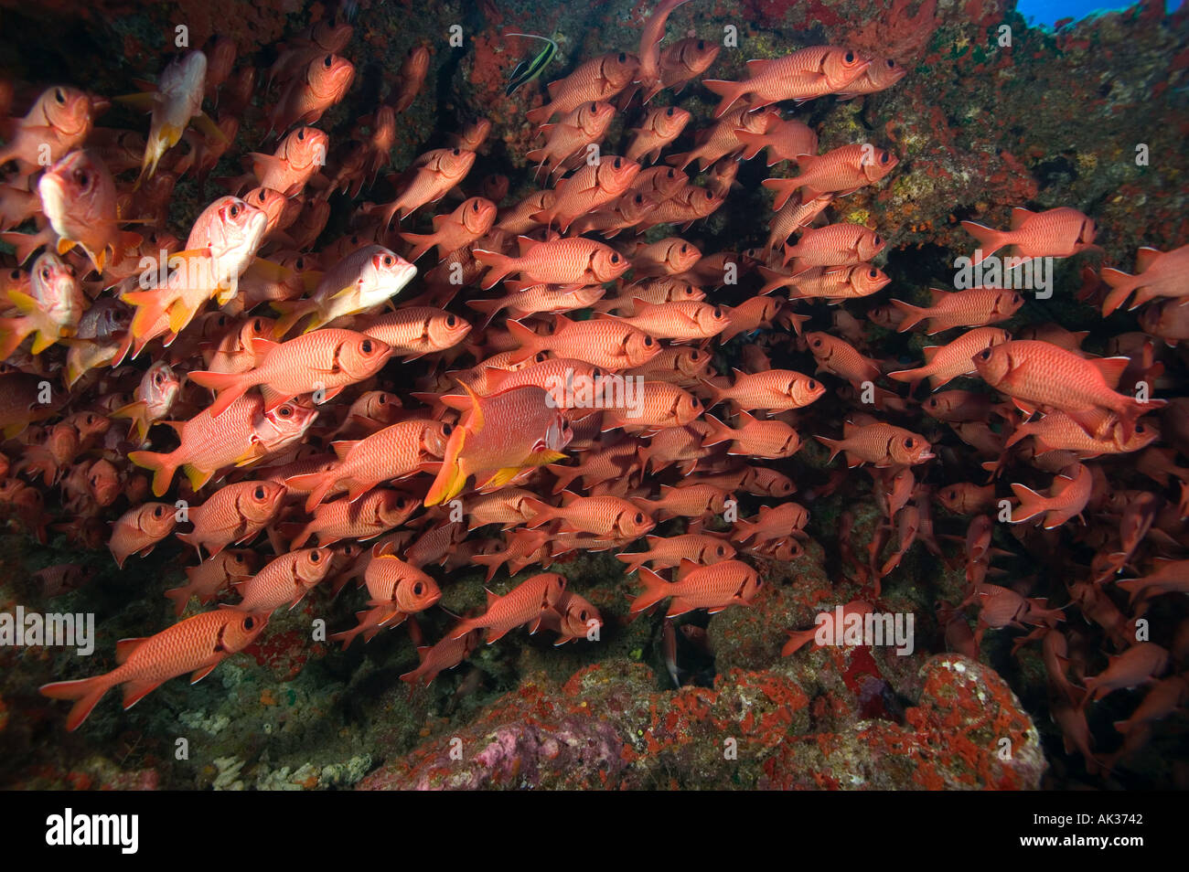 Blackbar soldierfish in hole Otugi Pass Toau Atoll French Polynesia Stock Photo