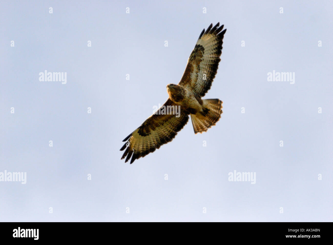 Common buzzard hawk hi-res stock photography and images - Alamy