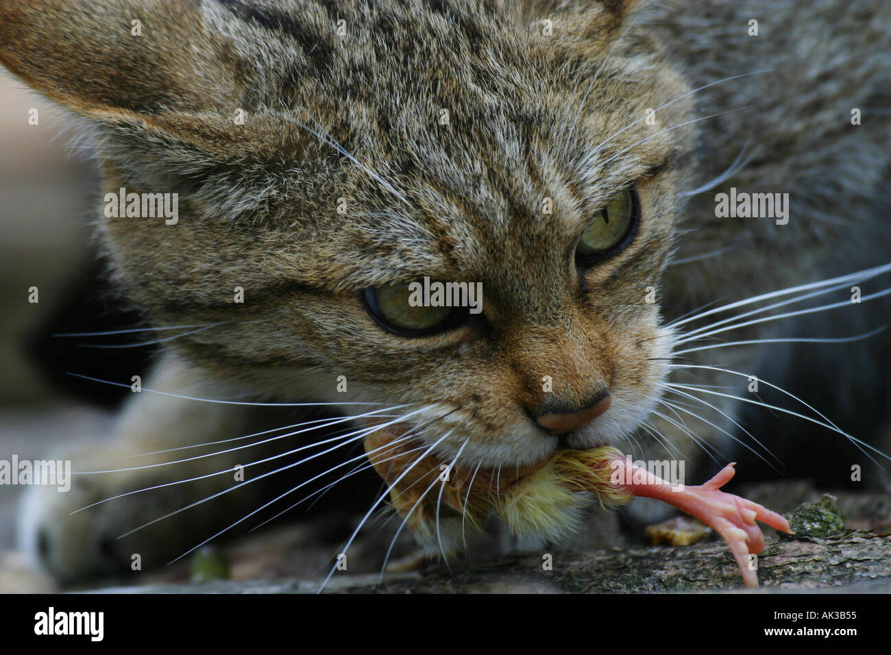 A (captive) British Wildcat (Felis sylvestris) with a dead day old chick in its mouth Stock Photo