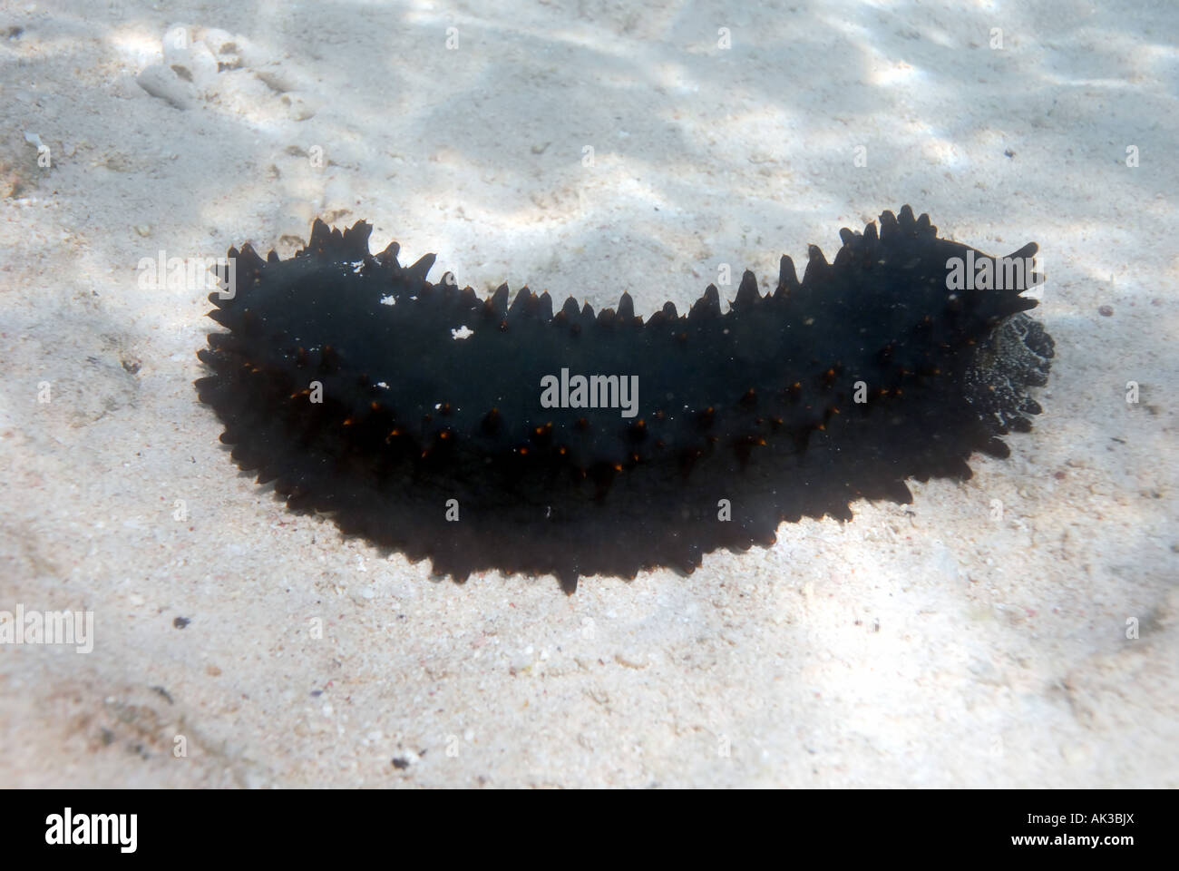 Sea cucumber Stichopus chloronotus Ningaloo Reef Marine Park Western