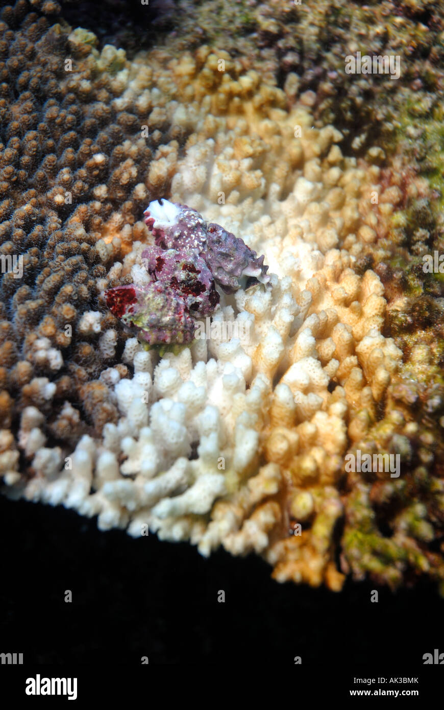 Purple coral-eating snails (Drupella cornus) feeding on coral, Ningaloo Reef Marine Park, Western Australia Stock Photo