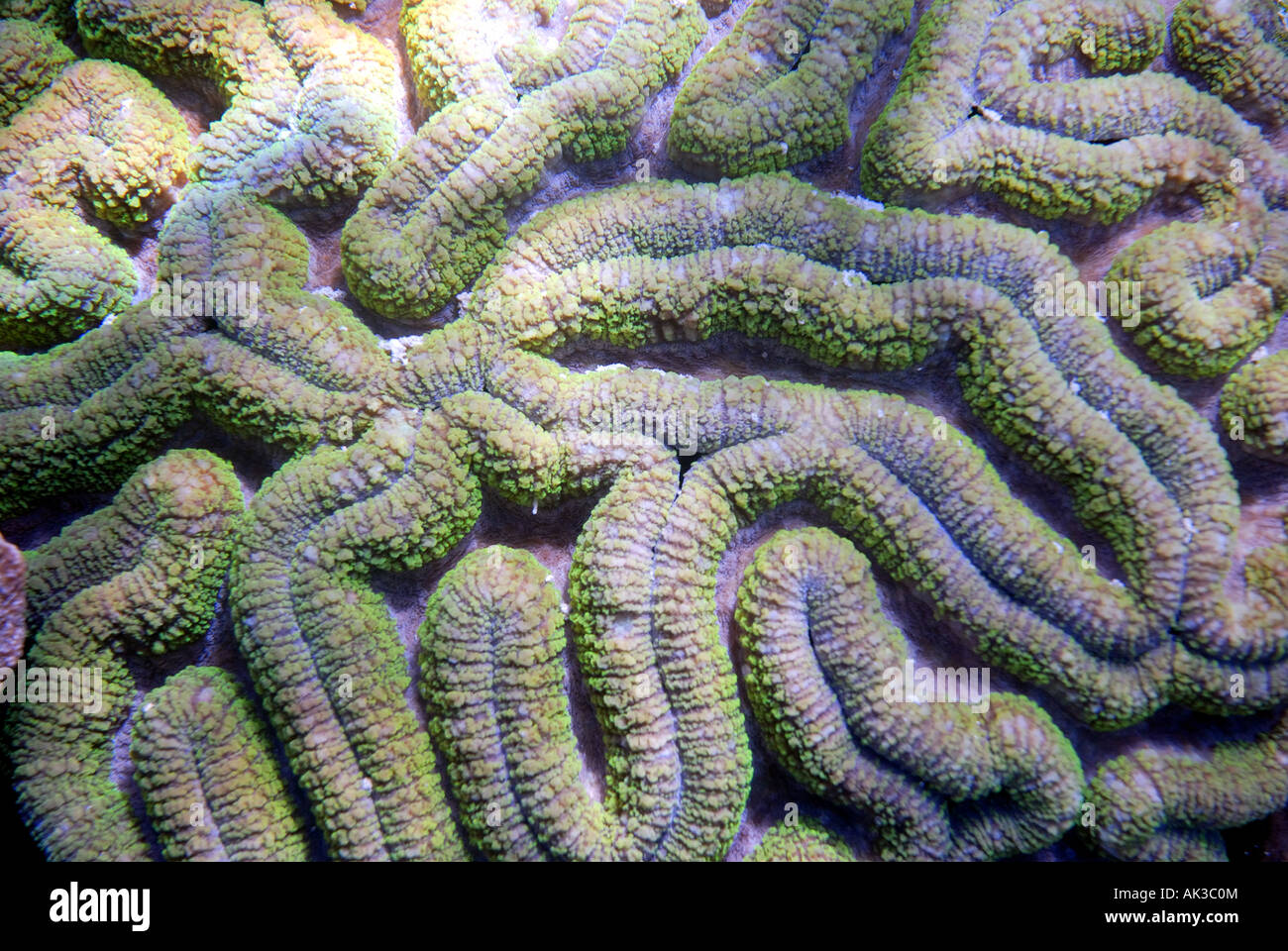 Detail of polyps of a mussid coral Ningaloo Reef Marine Park Western  Australia Stock Photo - Alamy