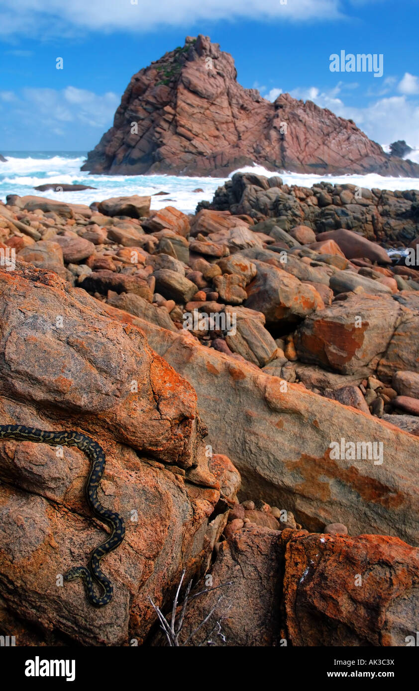 Carpet python Morelia spilota with Sugarloaf Rock in background