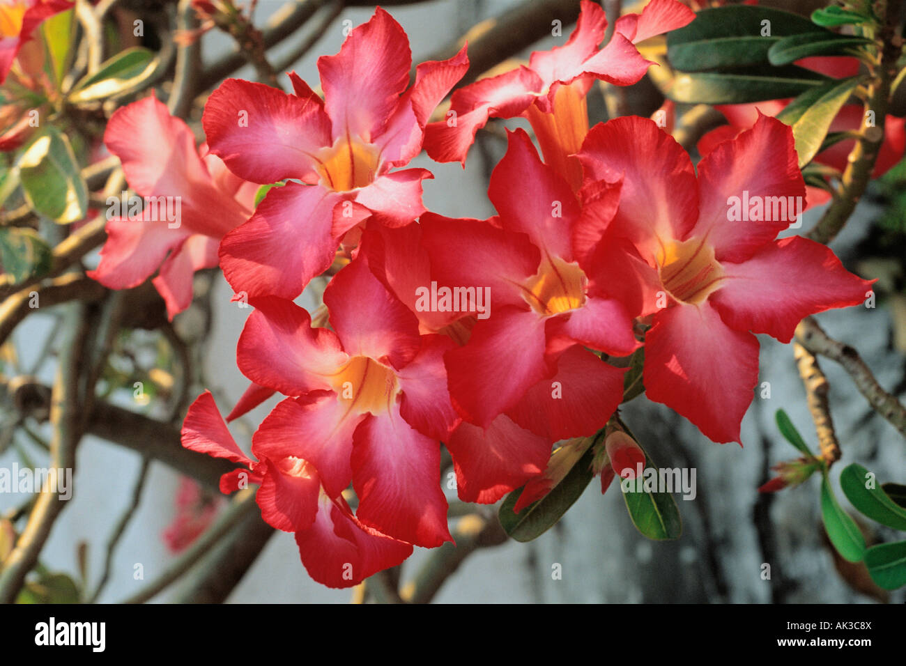 Red adenium flowers hi-res stock photography and images - Alamy