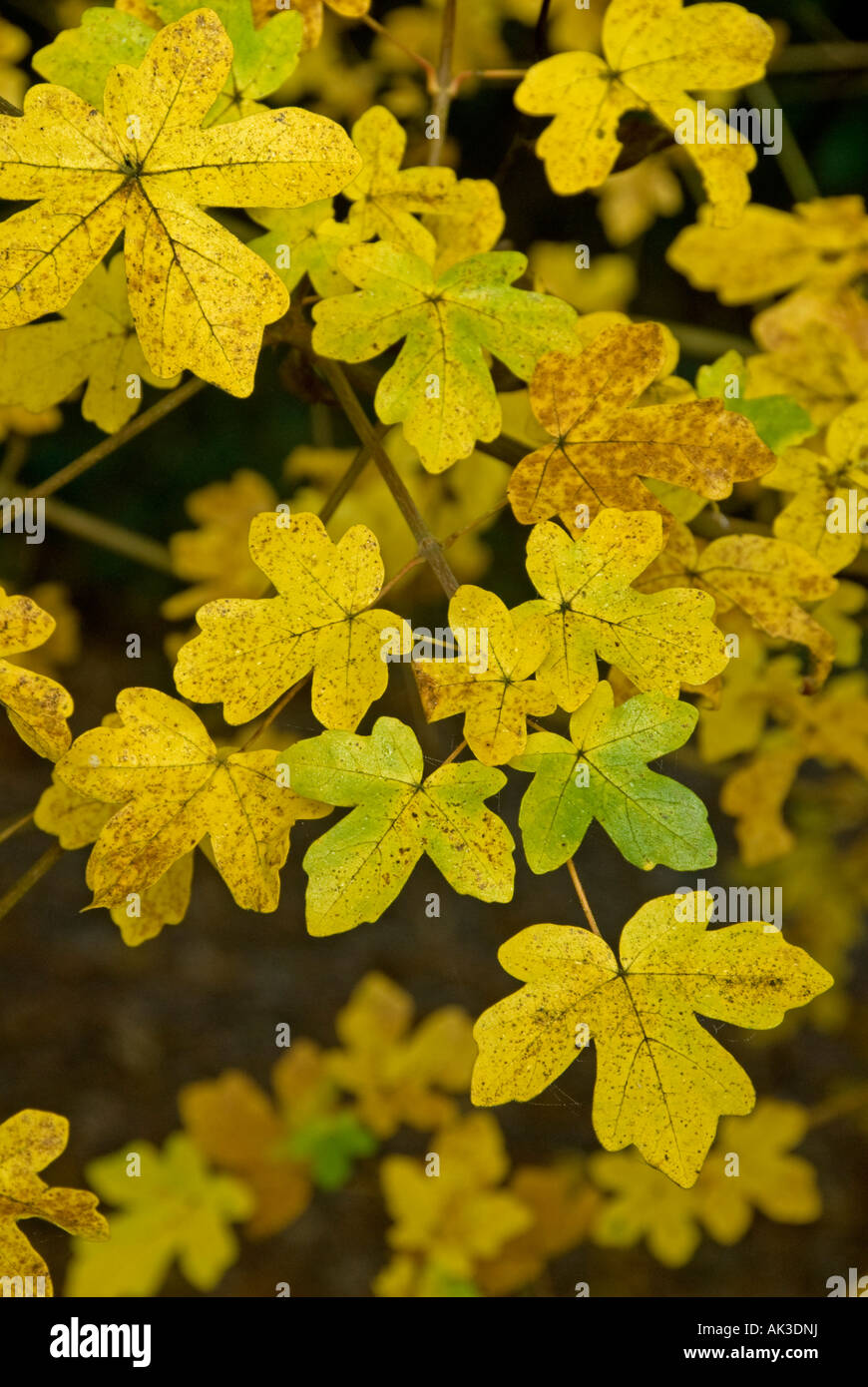 Field Maple (Acer campestre) Leaves in autumn Stock Photo - Alamy