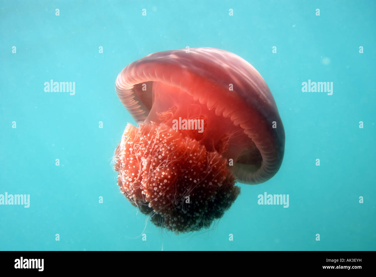Edible red jellyfish Crambione mastigophora Dampier Archipelago Marine Park Western Australia Stock Photo